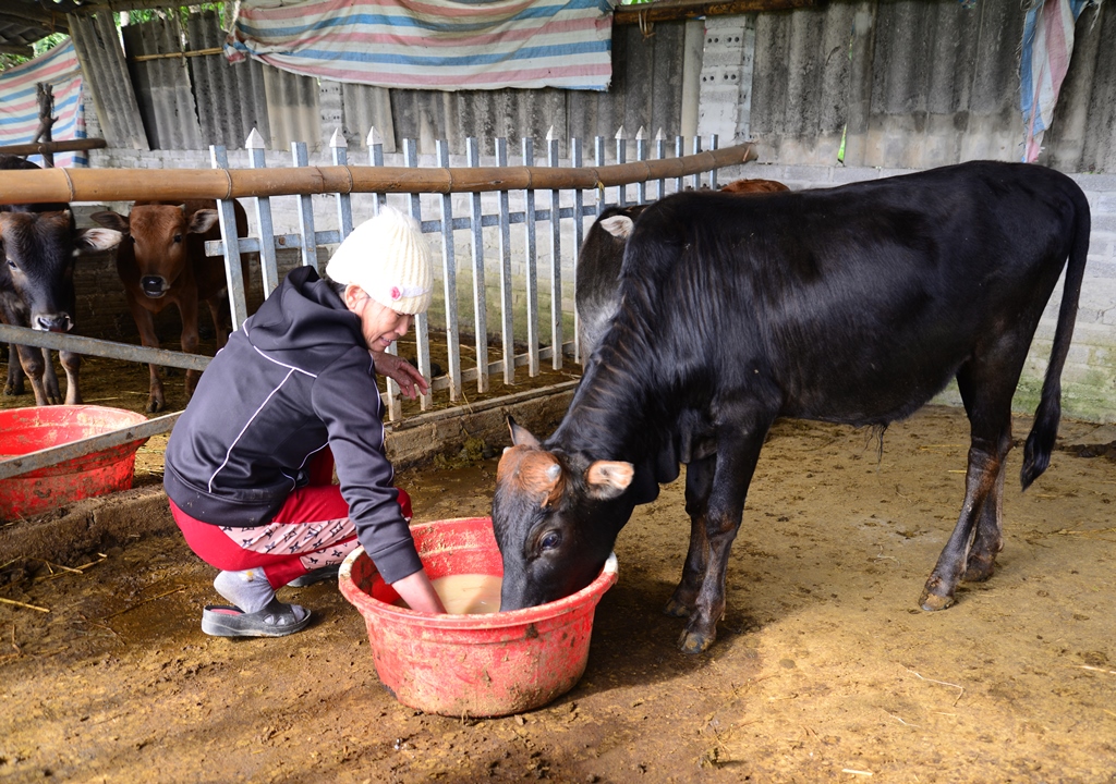Chủ động phòng, chống rét cho cây trồng, vật nuôi